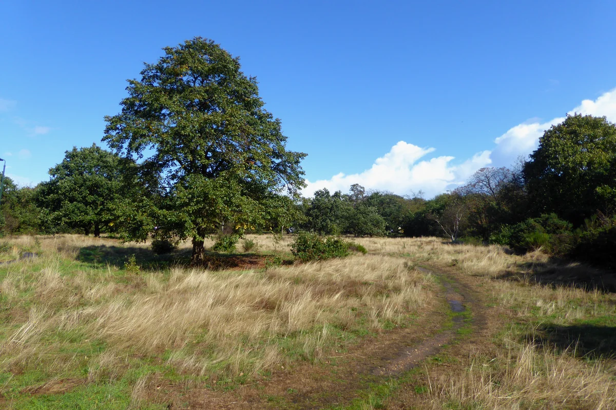 Barnes Common, a 52-hectare Site of Special Scientific Interest