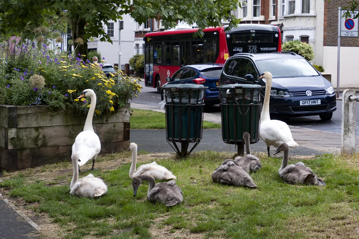 A swan family on Barnes Pond
