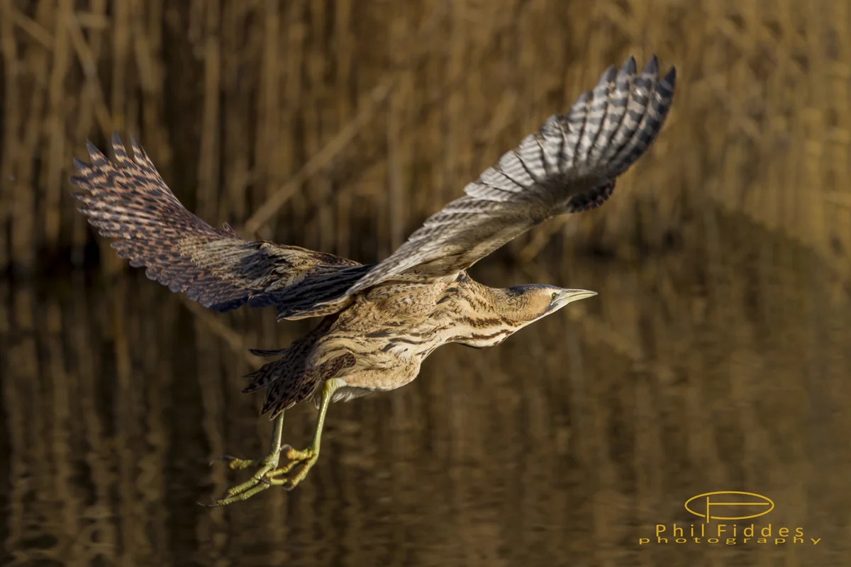 Выпь в Лондонском центре водно-болотных угодий — одна из редчайших птиц Барнса